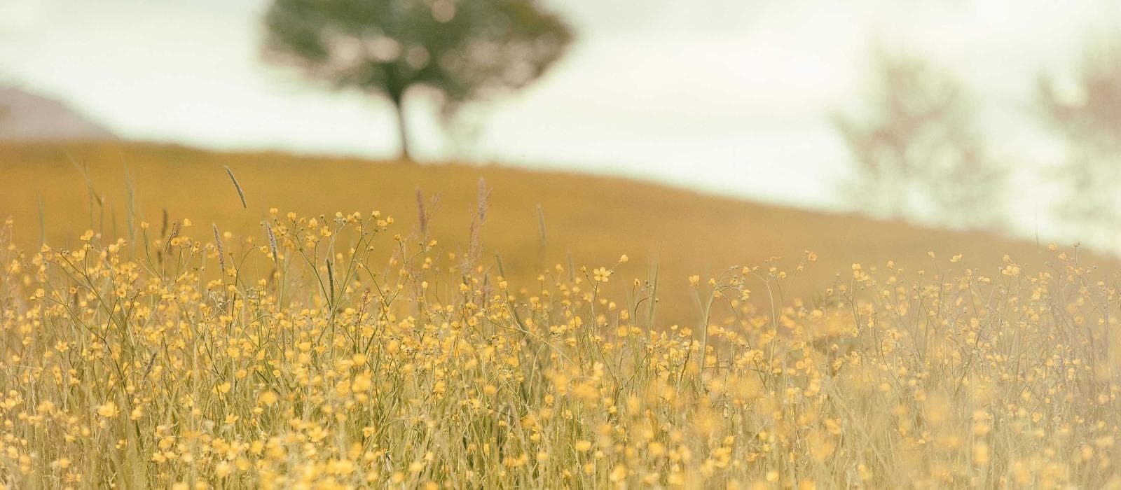 Kurumsal Disiplin, Uzun Vadeli Güven